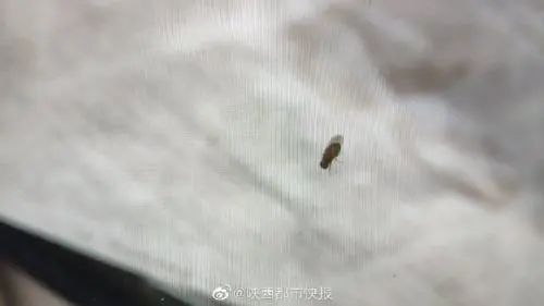 女子口吐黑虫事件揭秘，医学专家揭示真相，公众关注推动调查进展快速更新