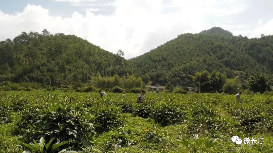 童坊镇先锋项目，引领地区发展的强大引擎