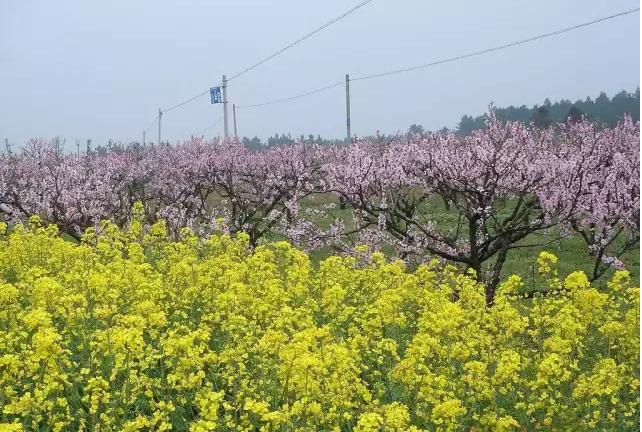 宜村乡最新发展规划概览