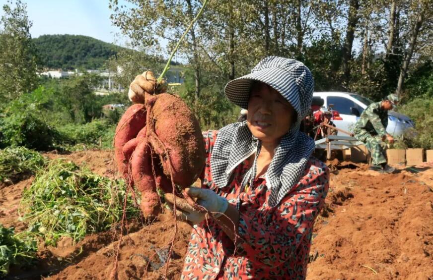 大荒地村委会最新动态报道