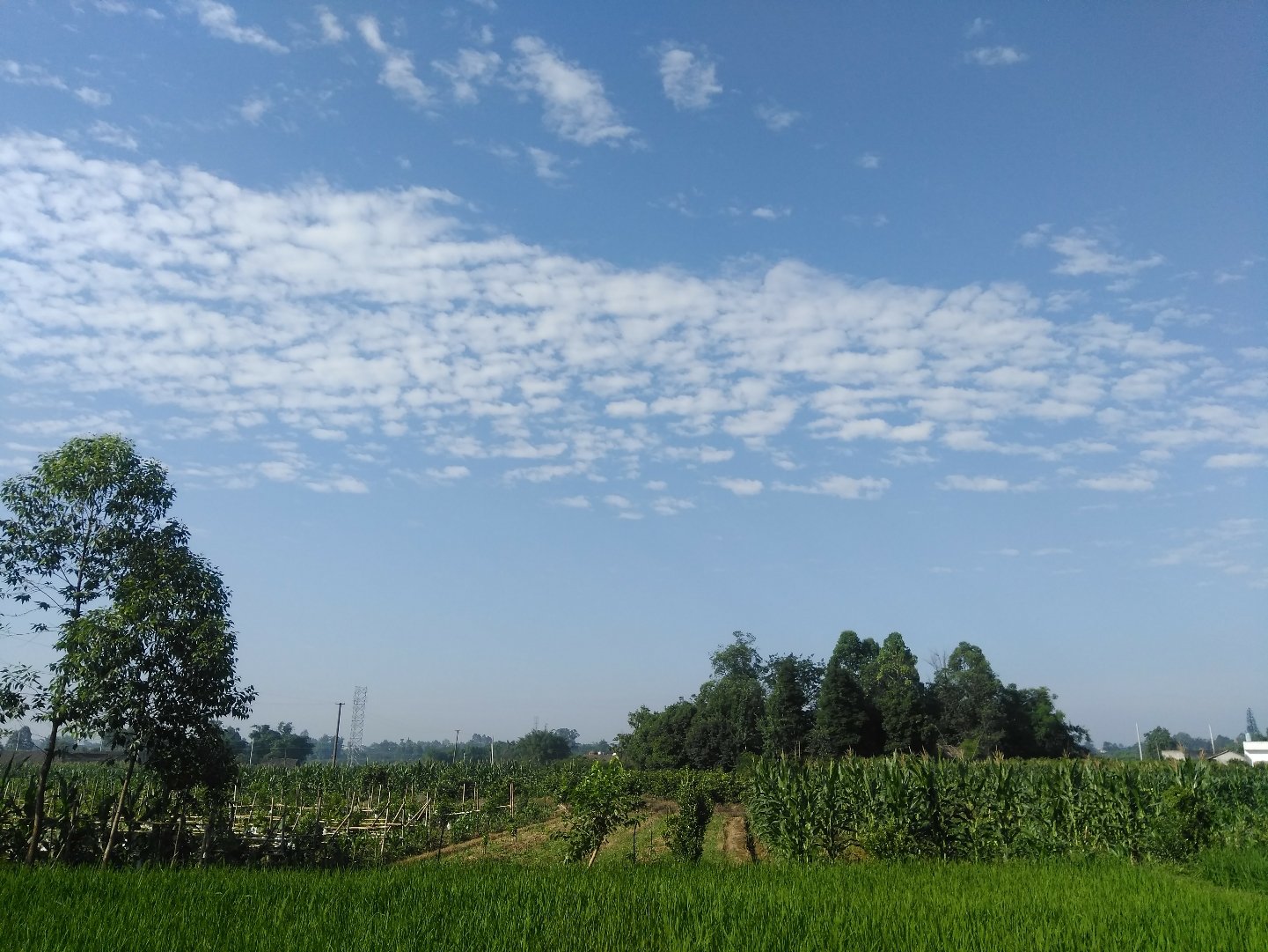 镇盛镇天气预报更新通知